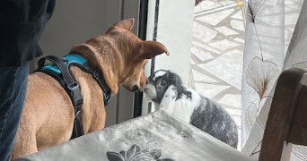 loan pet sitter à MERIEL 95630_1