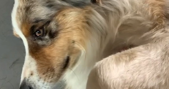 corentin pet sitter à RENNES 35000_3