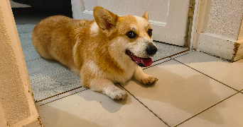 larisa pet sitter à VILLE LA GRAND 74100_6