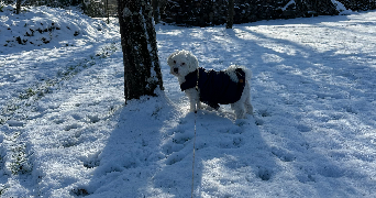 cyrielle pet sitter à MARGNY LES COMPIEGNE 60280_2