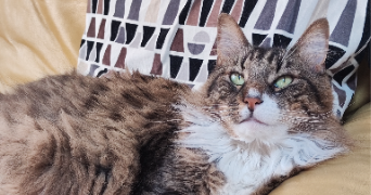 mélanie pet sitter à ST OUEN SUR SEINE 93400_2