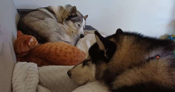 manon pet sitter à NANCY 54000_1