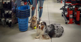 yvanna pet sitter à ORLEANS 45000_8