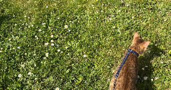 kenza pet sitter à ST FONS 69190_4