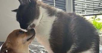 emy  pet sitter à LE PERREUX SUR MARNE 94170_0