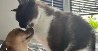 emy  pet sitter à LE PERREUX SUR MARNE 94170