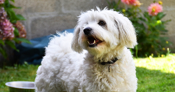 caroline pet sitter à BOIS GUILLAUME 76230_6