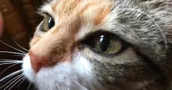 michelle cat sitter à METZ 57000