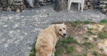 pierre dog sitter à LA VERDIERE 83560_7