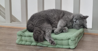 lily pet sitter à ST GERMAIN EN LAYE 78100_3