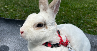 lou pet sitter à NANCY 54000_3