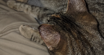clothilde pet sitter à SALEUX 80480_6