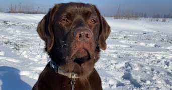 noa pet sitter à CREPY EN VALOIS 60800_3