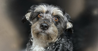 marissa pet sitter à GRENOBLE 38100_3