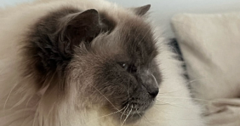 christine pet sitter à ST LEGER DE LINIERES 49170_1