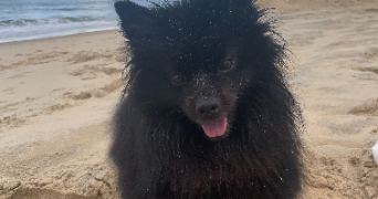 juliette pet sitter à LISTRAC MEDOC 33480_0