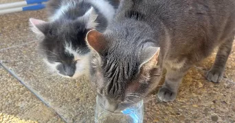 ludiwine pet sitter à BRIIS SOUS FORGES 91640