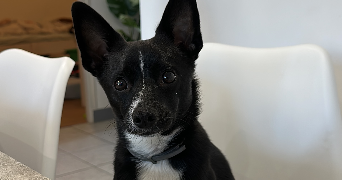 aline pet sitter à LE PETIT QUEVILLY 76140_7