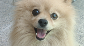 océane pet sitter à MONTPELLIER 34000_1