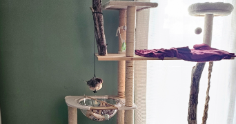 noé cat sitter à béziers 34500_4