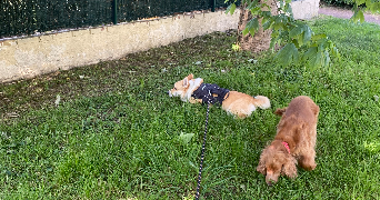 clara pet sitter à EVRY COURCOURONNES 91000_1