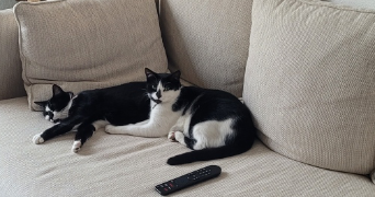 lou ann cat sitter à RENNES 35000_3