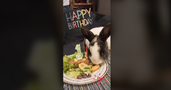 benoît pet sitter à HAUBOURDIN 59320_8