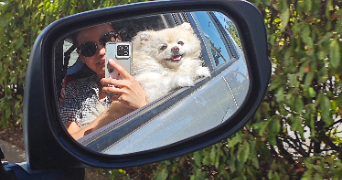 yanchang pet sitter à NEUILLY PLAISANCE 93360_4