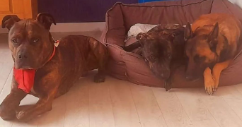 alizée dog sitter à LORIENT 56100_5