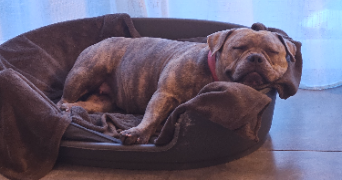 stéphanie pet sitter à LA GARDE 83130_7