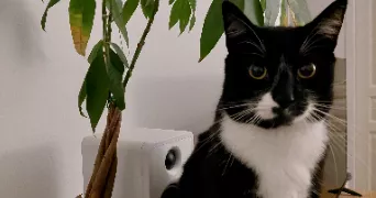 aurélientest pet sitter à UCCLE 1180