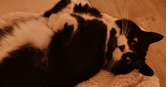 nicole cat sitter à Le Chesnay-Rocquencourt 78150_2