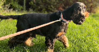 alexandre pet sitter à SARAN 45770_1