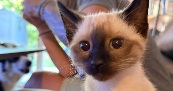 savannah pet sitter à BASTIA 20200_2