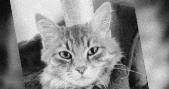 isabelle pet sitter à BOULAZAC ISLE MANOIRE 24330_1