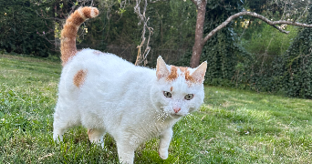 coleen pet sitter à ROCOURT ST MARTIN 02210_2