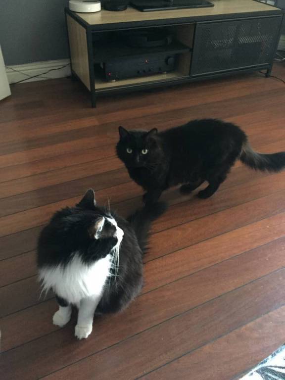 margot pet sitter à Saint Gilles 30800_3