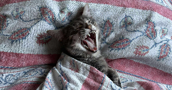 virginie pet sitter à BRIGNOLES 83170_2