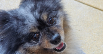 mélanie pet sitter à CONTAMINE SUR ARVE 74130_3
