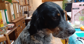 clarisse pet sitter à BOUILLANCY 60620_4
