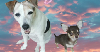 stéphanie pet sitter à BRAS 83149_4