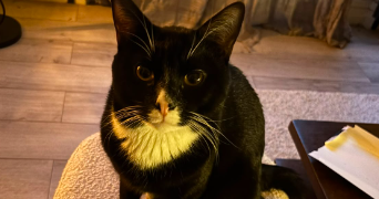 laurence pet sitter à PARIS 20 75020_4