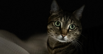 sanny cat sitter à LINGOLSHEIM 67380_1