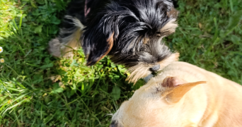 sonia pet sitter à MONTOIS LA MONTAGNE 57860_8