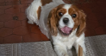 bénédicte pet sitter à CANNES 06400_9