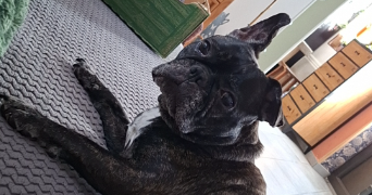 maeva pet sitter à HAUVILLE 27350_7