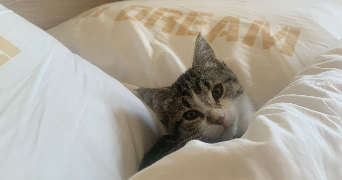 alice pet sitter à BREST 29200_1