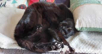 charlotte pet sitter à LA CROIX HELLEAN 56120_5