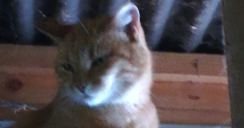 francoise pet sitter à DOMESSIN 73330_4