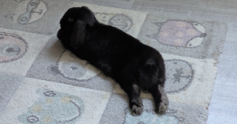 marine pet sitter à TRIEL SUR SEINE 78510_6